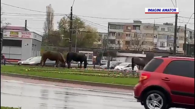 Trei cai și un mânz, surprinși de șoferi chiar în mijlocul unui sens giratoriu, la Baia Mare