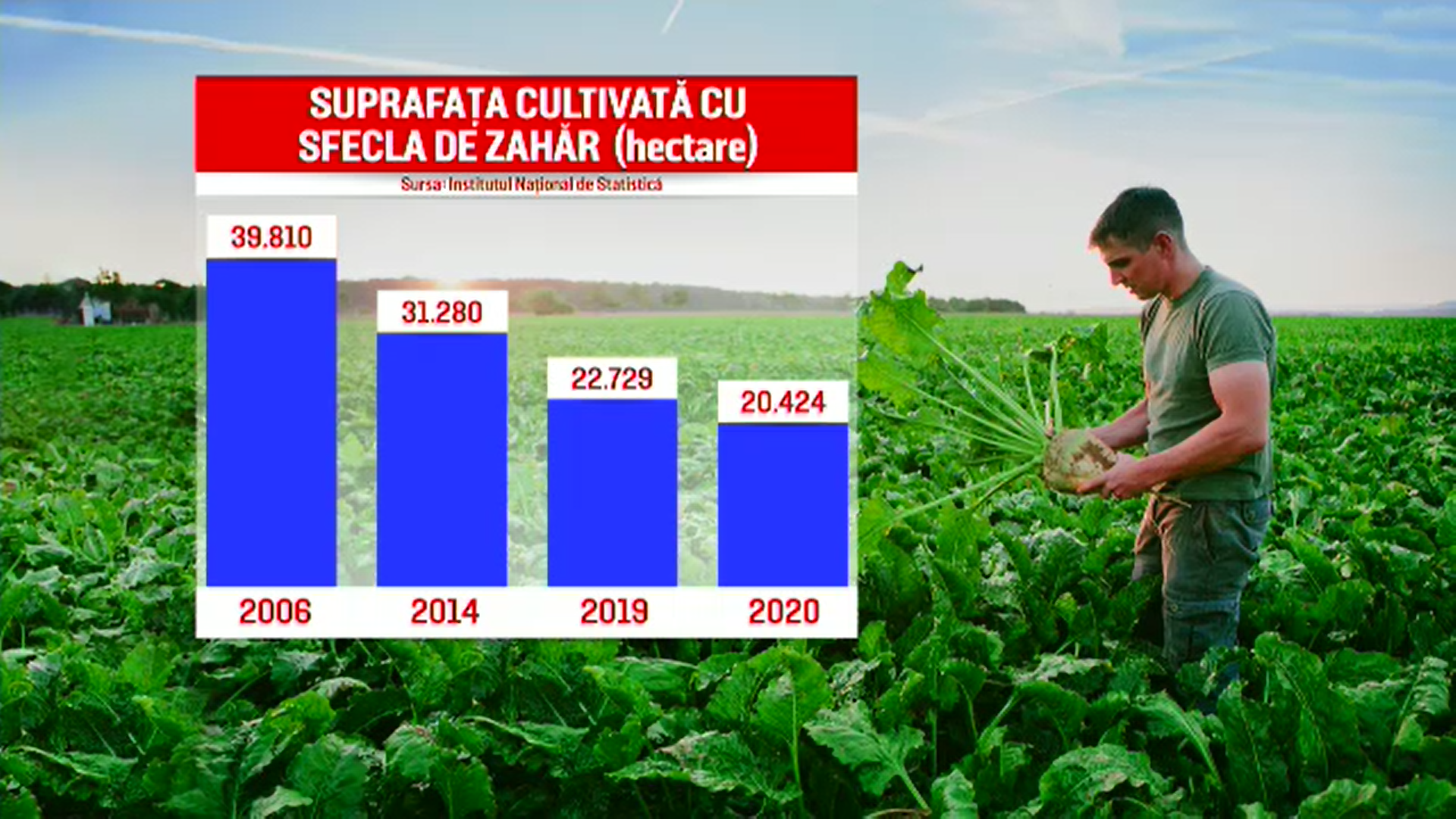 Sfecla de zahăr dispare de pe câmpurile din România. Recolta s-a redus la jumătate în ultimii ani