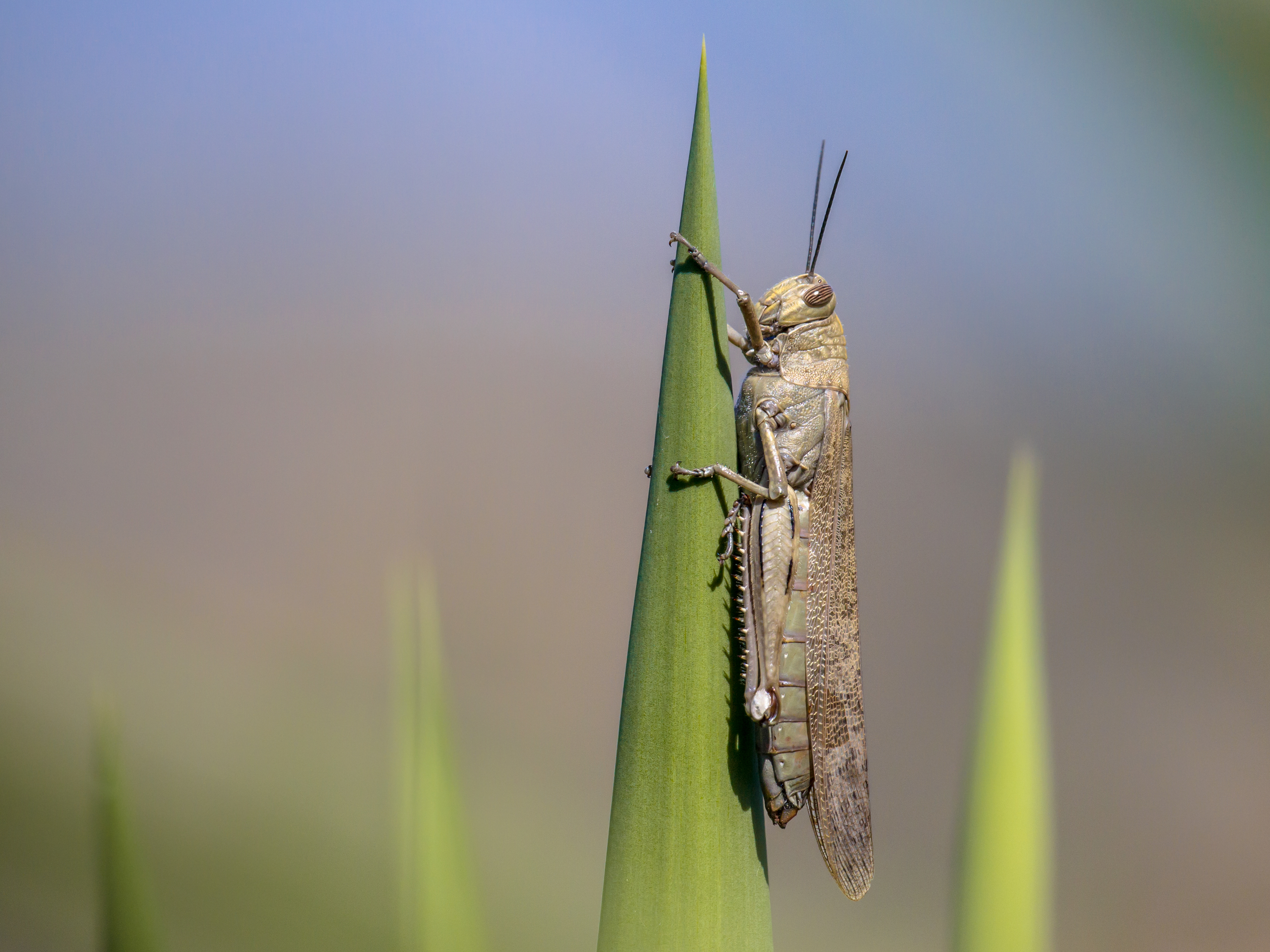 Comisia Europeană autorizează o a doua insectă ca ingredient alimentar pentru piaţa UE