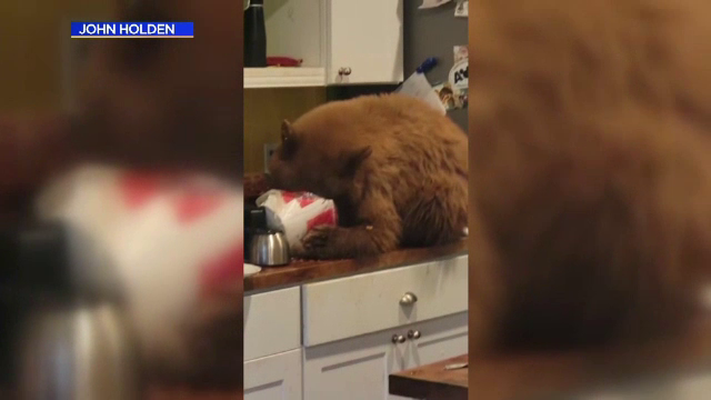 Un bărbat și-a găsit casa ocupată de o familie de urși. Unul degusta comanda de la fast food