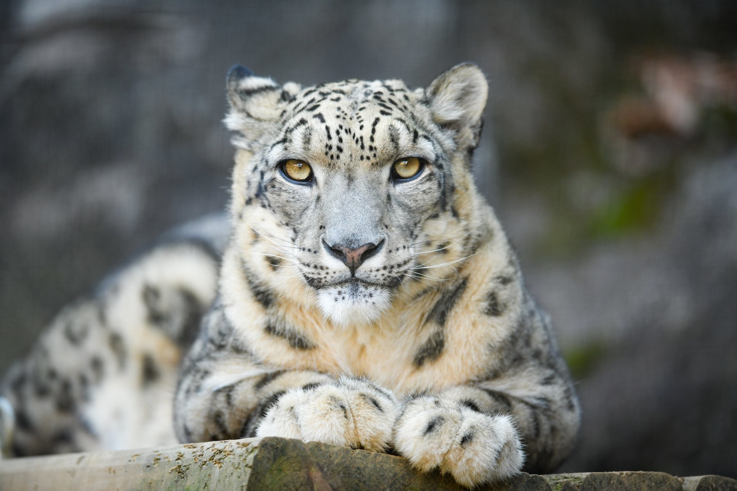 Trei leoparzi ai zăpezilor au murit de Covid-19 la o grădină zoologică. Alte două animale s-au vindecat de coronavirus