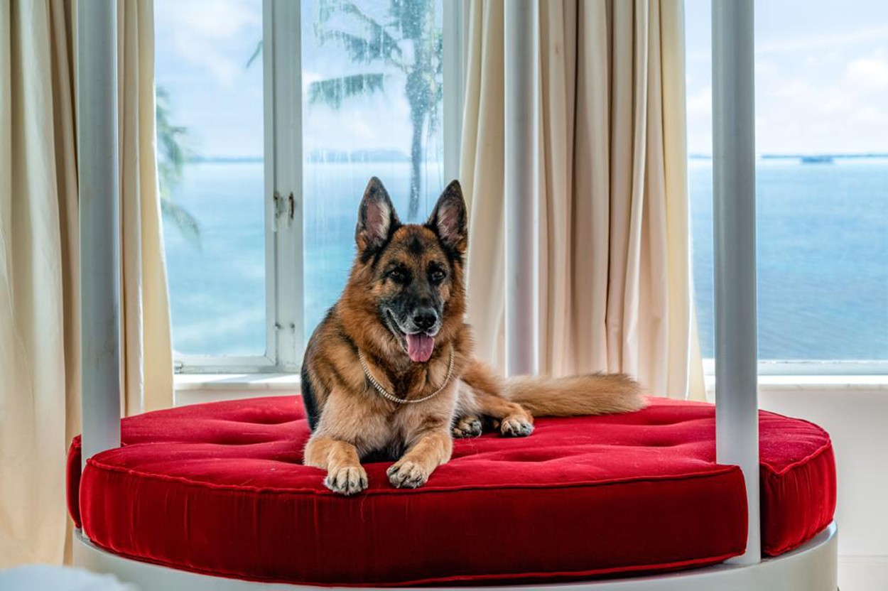 Cel mai bogat câine din lume, Gunther VI, vinde o vilă de lux care a fost deținută de Madonna