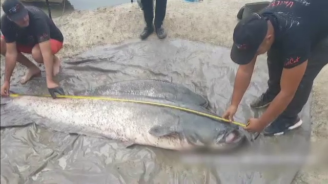 Un pescar din Galați a prins un somn uriaș, de 95 de kg, apoi l-a eliberat