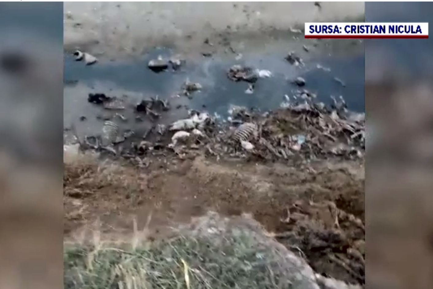 O tonă de resturi de animale au fost descoperite în albia râului Cotmeana. Poluare masivă, posibil de la un abator din zonă