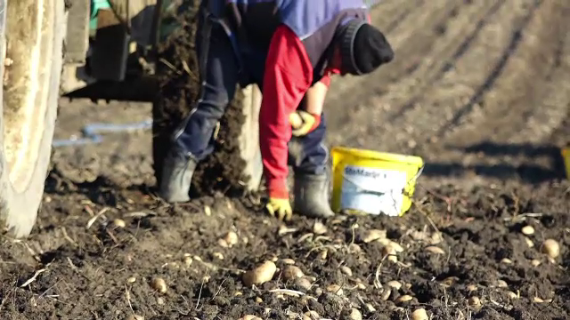 Cum a ajuns cartoful românesc o legumă rară și scumpă. Producătorii îi lasă în pământ