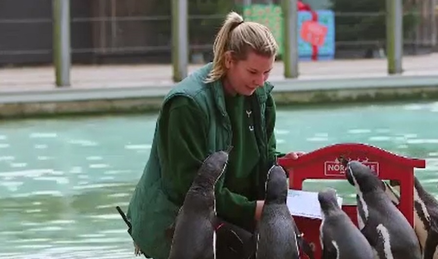 Grădina Zoologică din Londra e pregătită pentru sărbători. Pinguinii 