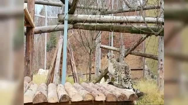 Doi leoparzi ai zăpezilor pot fi admirați la o grădină zoologică din România
