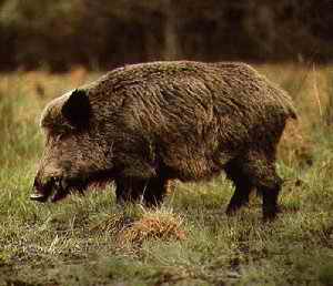 Controale la fermele din Timis dupa ce doi mistreti din Lituania a fost infestati cu pesta porcina africana