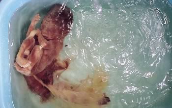 FOTOGRAFII SOCANTE! Supa de fetus uman, delicatesa pentru bogatanii chinezi - Imaginea 7