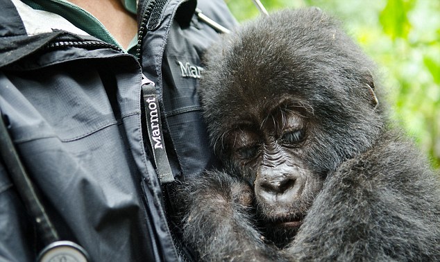 O gorila are nevoie de compasiune dupa ce mama ei a fost ucisa de braconieri. Gestul emotionant facut de un padurar