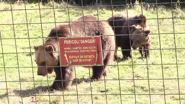 Sute de turisti insotiti de copii au sarbatorit impreuna ziua animalelor la rezervatia de ursi de la Zarnesti