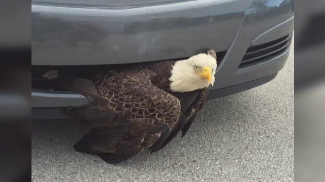 Vultur plesuv, salvat de autoritatile din SUA din radiatorul unei masini. Imaginile postate de politisti pe Facebook