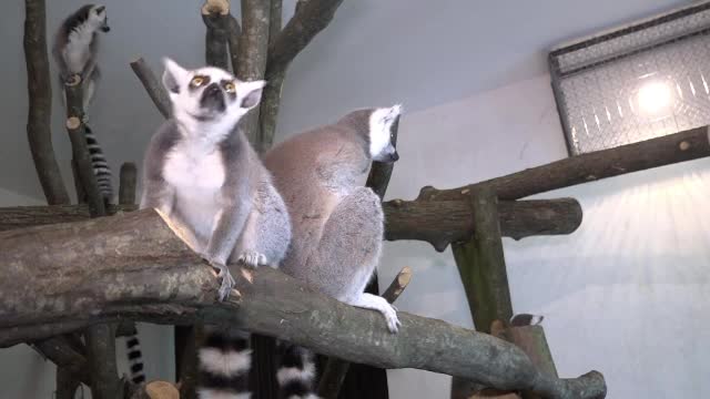 11 lemurieni vor putea fi vazuti in curand, la gradina zoologica din Targu Mures. Tot acolo a ajuns si un superb papagal Ara