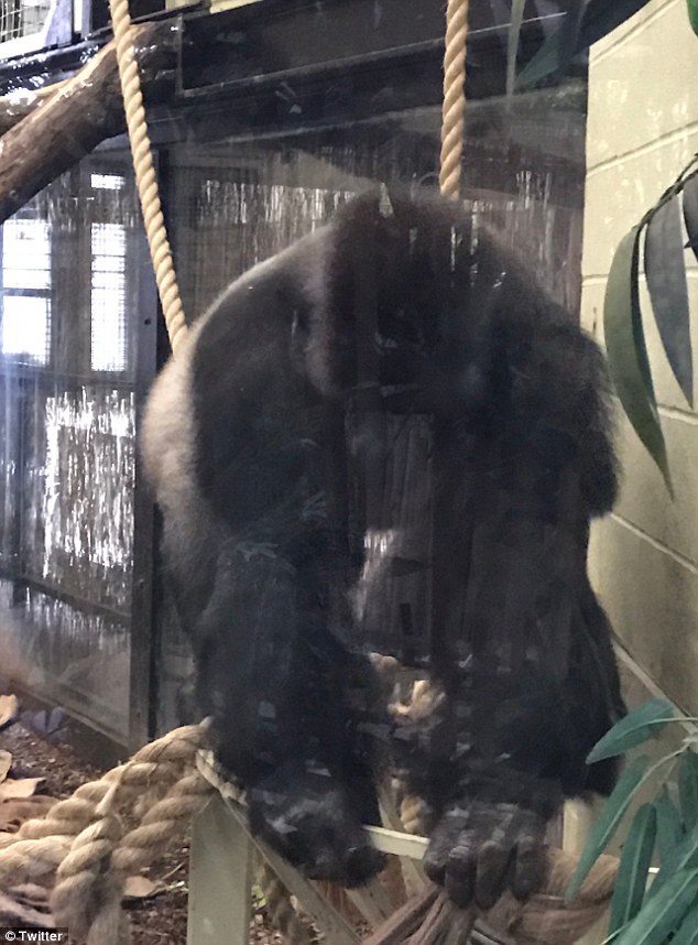 O gorila a evadat de la un zoo din Londra. Zeci de politisti au intervenit si au capturat-o dupa 90 de minute