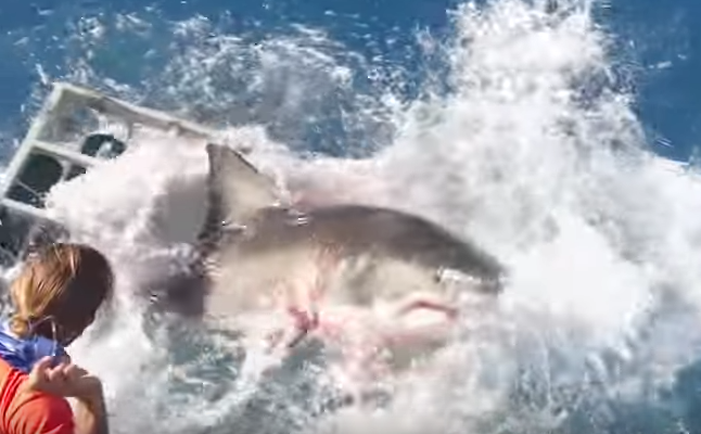Intalnirea terifianta a unui scafandru cu un rechin urias, intr-o cusca. Ce s-a intamplat dupa ce o bara s-a rupt. VIDEO
