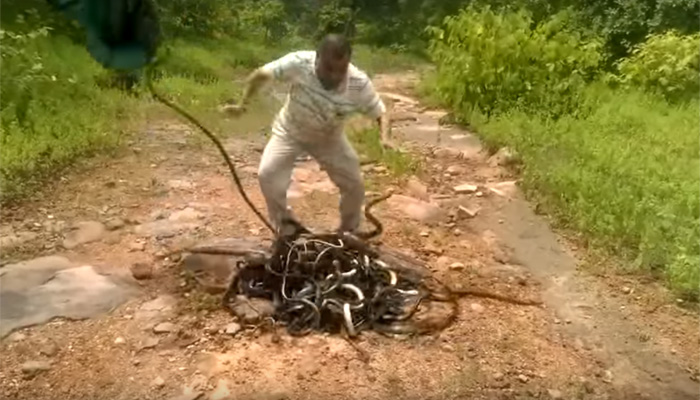 Momentul in care un barbat din India rastoarna un sac cu peste 280 de serpi in salbaticie. Ce urmeaza. VIDEO