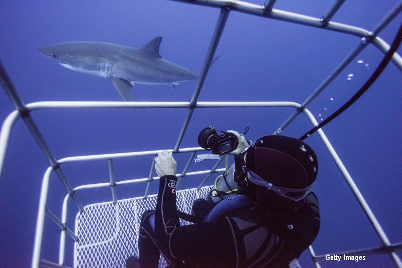 Momentul terifiant in care un rechin intra in cusca unui scafandru. Ce se intampla in secunda urmatoare. VIDEO