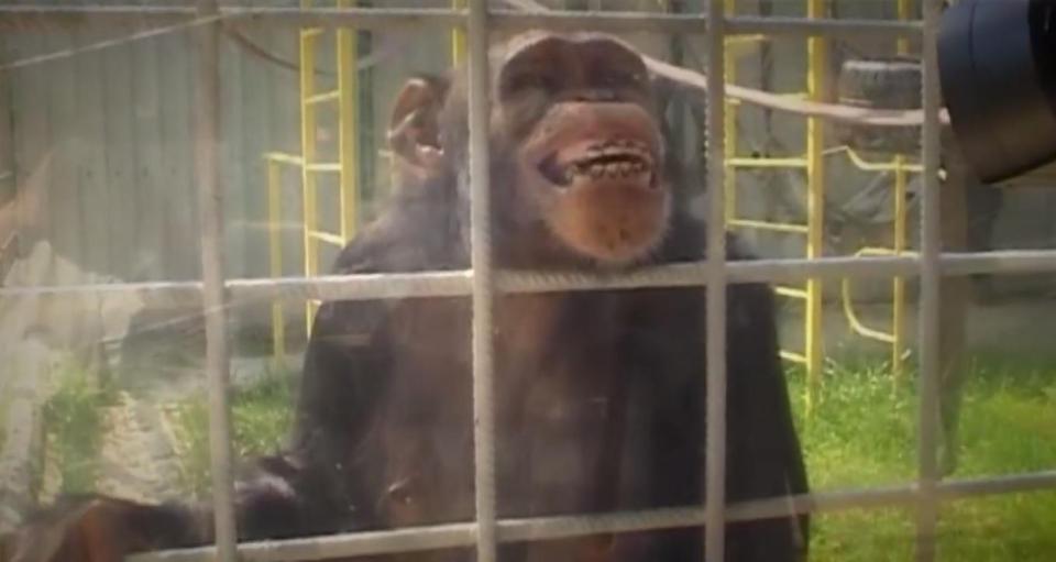 Un îngrijitor de la o grădină zoologică a fost bătut de un cimpanzeu. FOTO