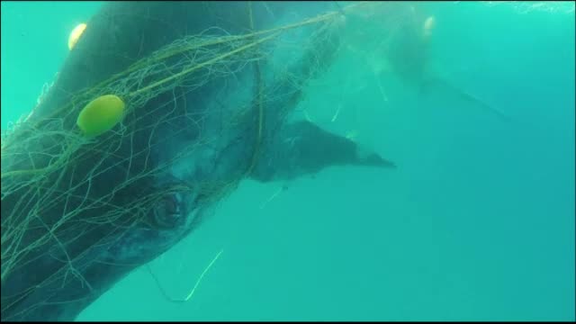 Un pui de balenă a fost salvat după ce se încurcase într-o plasă anti-rechini