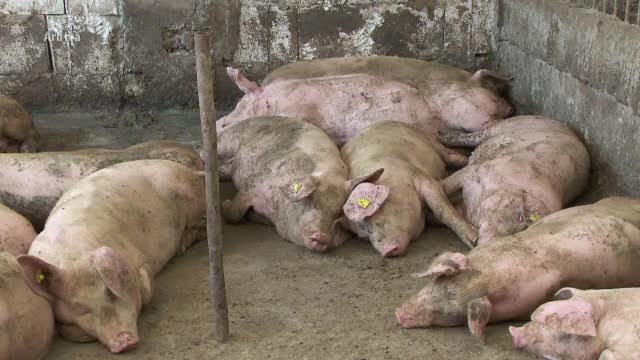 Pesta porcină africană, confirmată într-o comună din Vrancea. Porcii au fost sacrificați
