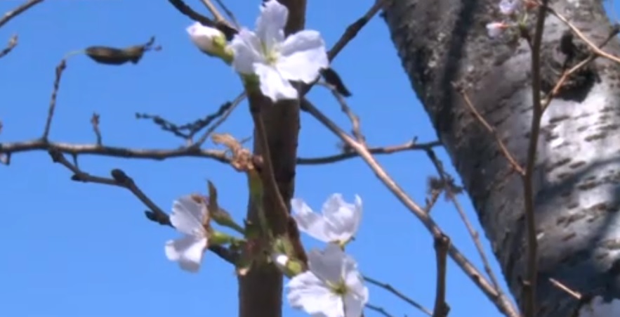 Fenomen rar în Japonia. Florile de cireș au înflorit în mijlocul lunii octombrie