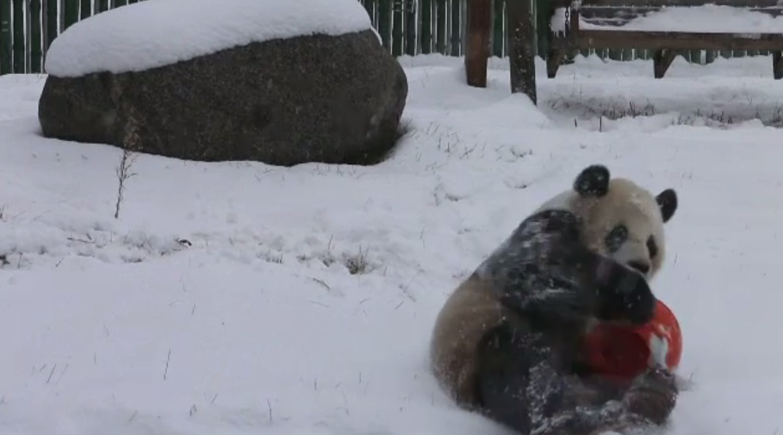 Cum s-au bucurat doi urși panda de prima zăpadă a anului