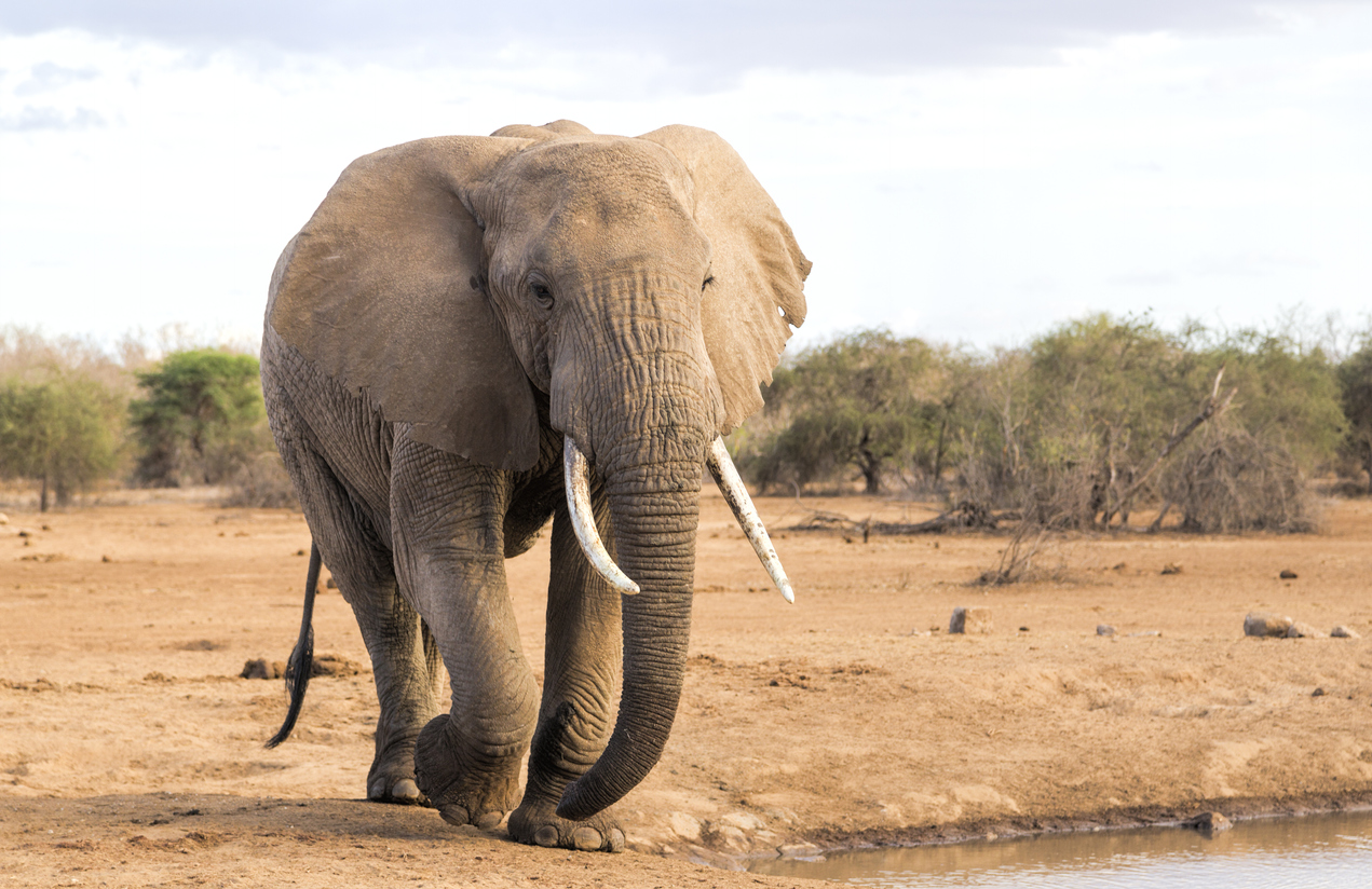 A murit ultimul exemplar de elefant african de la Grădina Zoologică din Giza