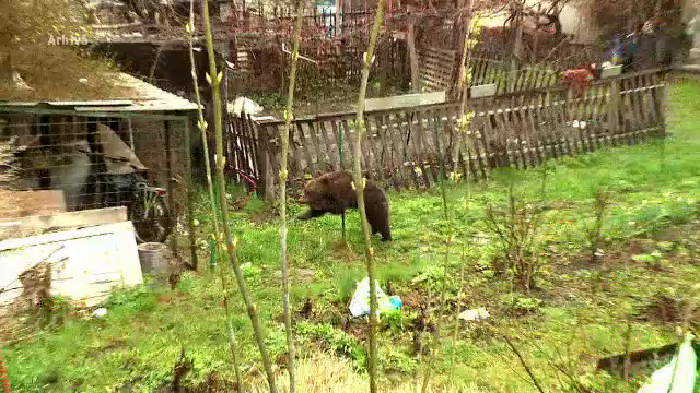 Cioban sfâșiat de un urs. Cum a fost găsit de polițiști