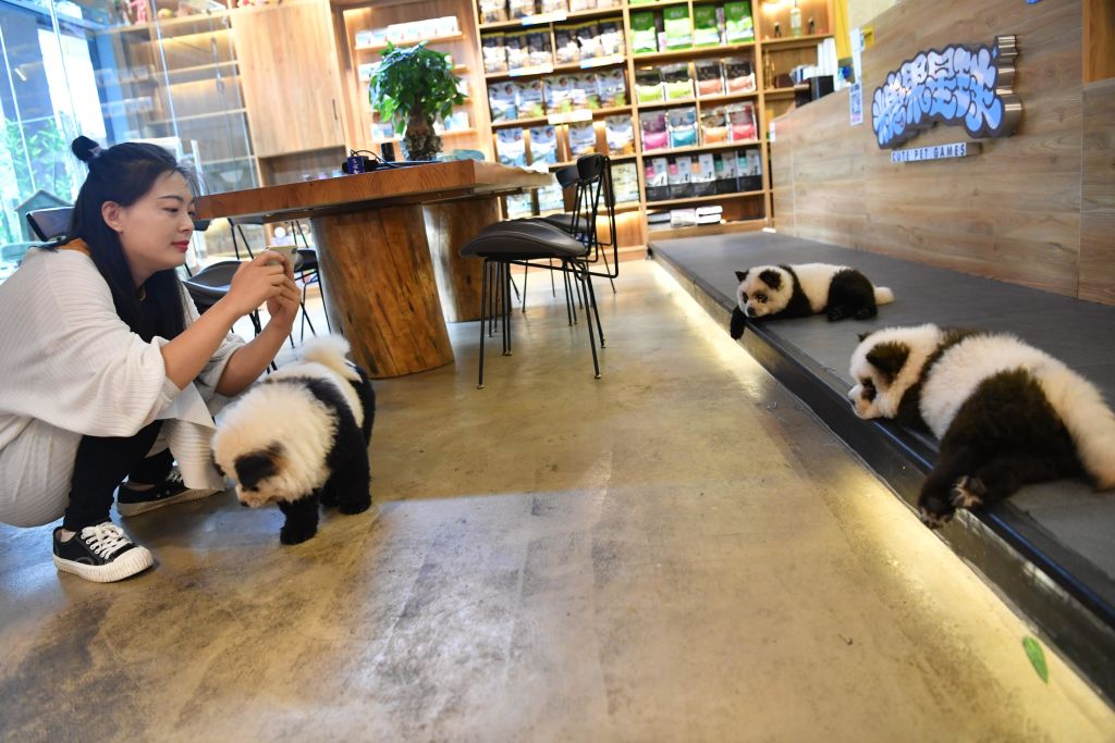 Câini vopsiți pentru a arăta ca ”urșii panda”, într-o cafenea din China