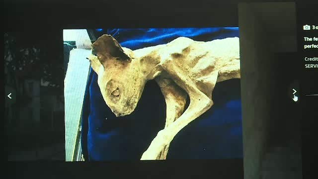 O pisică mumificată, găsită în peretele unei case din Bistrița, este licitată la Londra