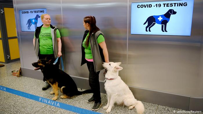 Cercetători: Câinii pot detecta coronavirusul rapid și ieftin. Precizia este de aproape 100%