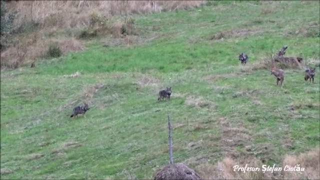 Imagini rare cu o haită de lupi, într-o zonă sălbatică din Neamț. VIDEO