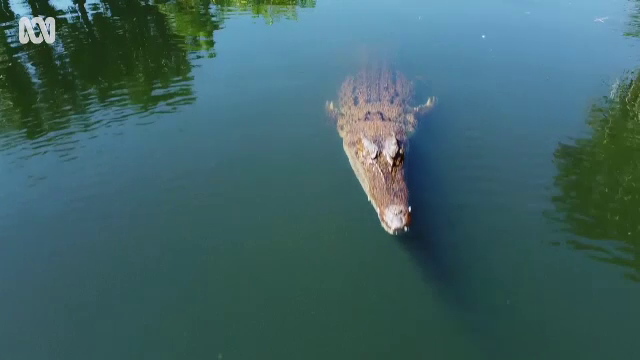 Un crocodil a atacat o dronă, în Australia. Cum a fost posibil