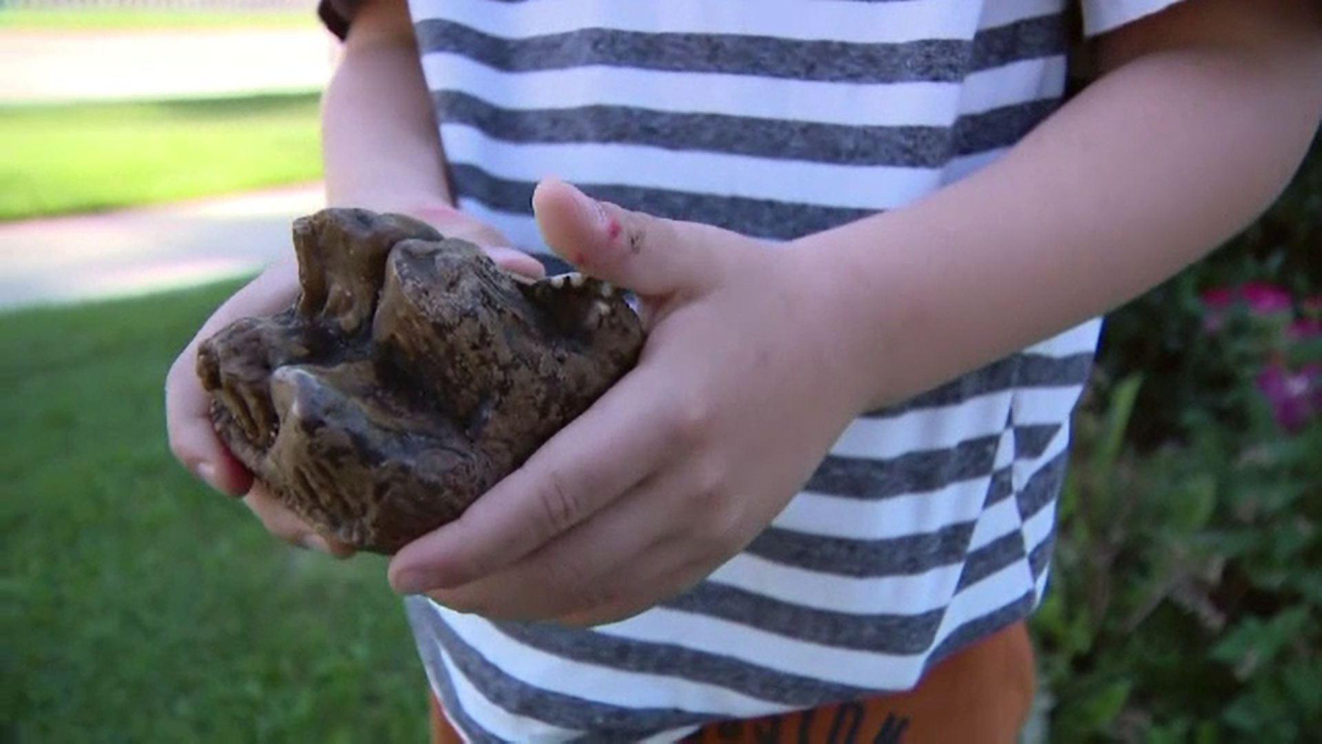 Un băiețel de 6 ani din SUA a făcut o descoperire care l-ar fi încântat pe orice paleontolog