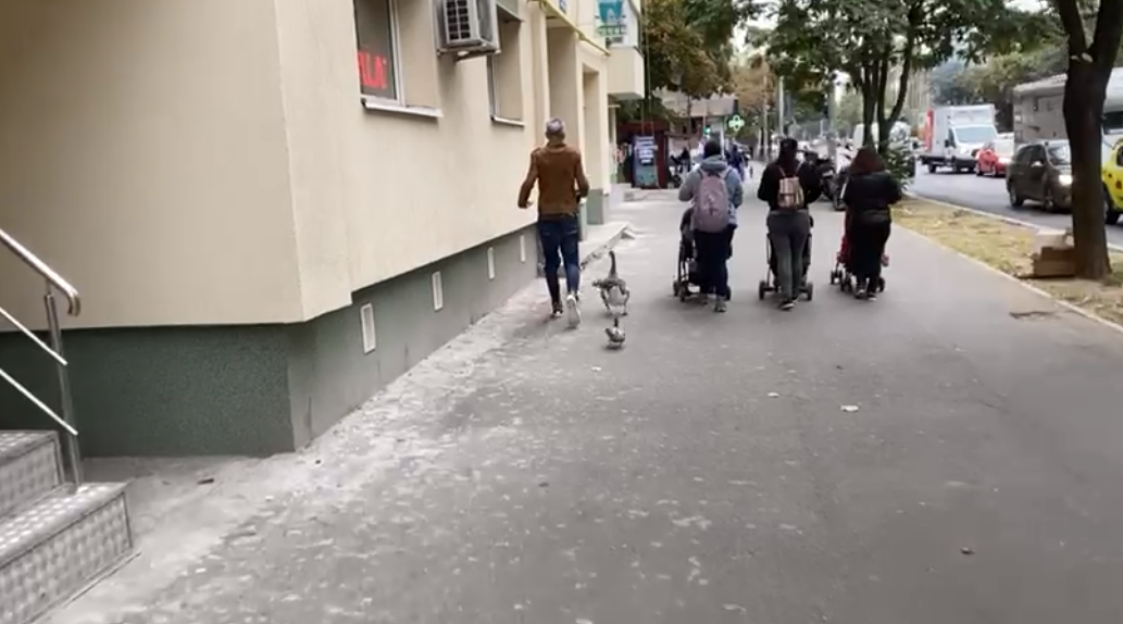 Imagini inedite în București. Un tânăr se plimbă cu o gâscă și o rață, pe trotuar. VIDEO