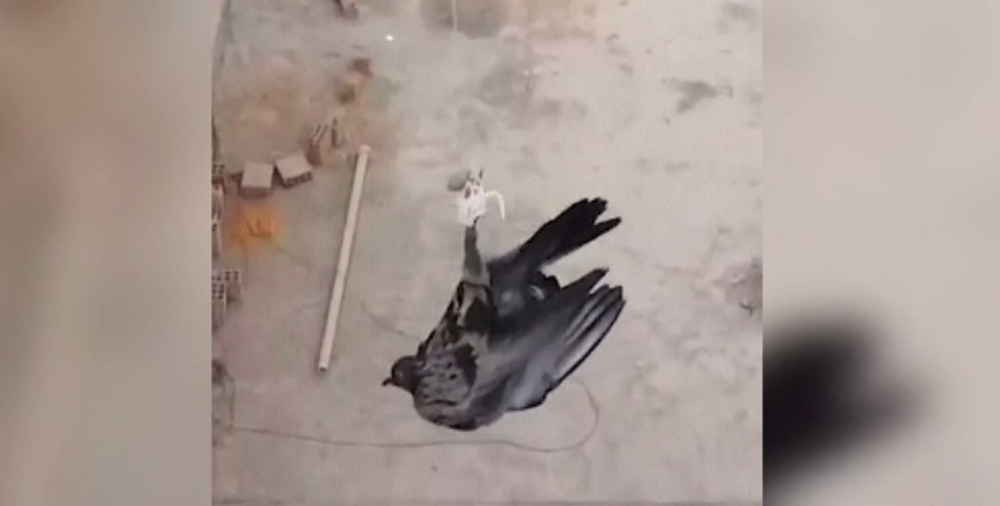 Peru: O pasăre care a atârnat 12 ore pe un cablu a fost salvată cu o dronă
