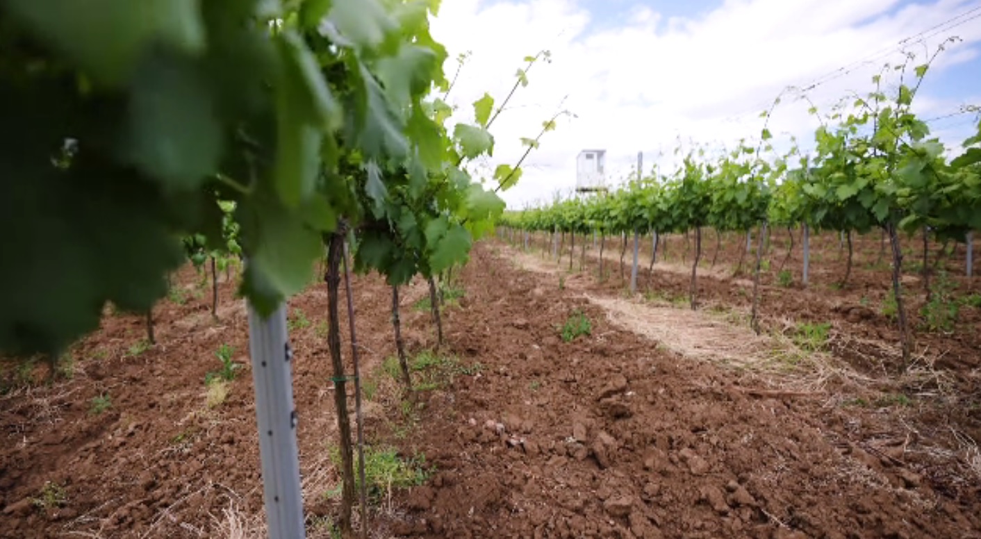 Cum poate prinde aripi o afacere în viticultură de la zero, cu ajutorul fondurilor europene