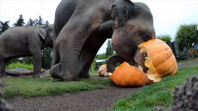 Cum au sărbătorit Halloween-ul în avans elefanții de la grădina zoologică din Portland