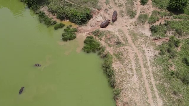 Hipopotamii lui Pablo Escobar vor fi sterilizați, după ce au distrus ecosistemul