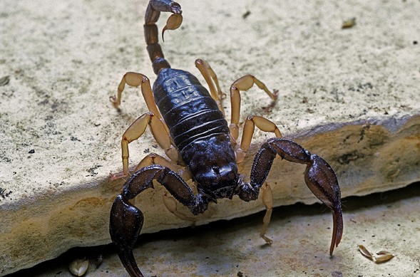 Descoperire importantă, sub ape: fosila antică a unui scorpion, mare cât un câine