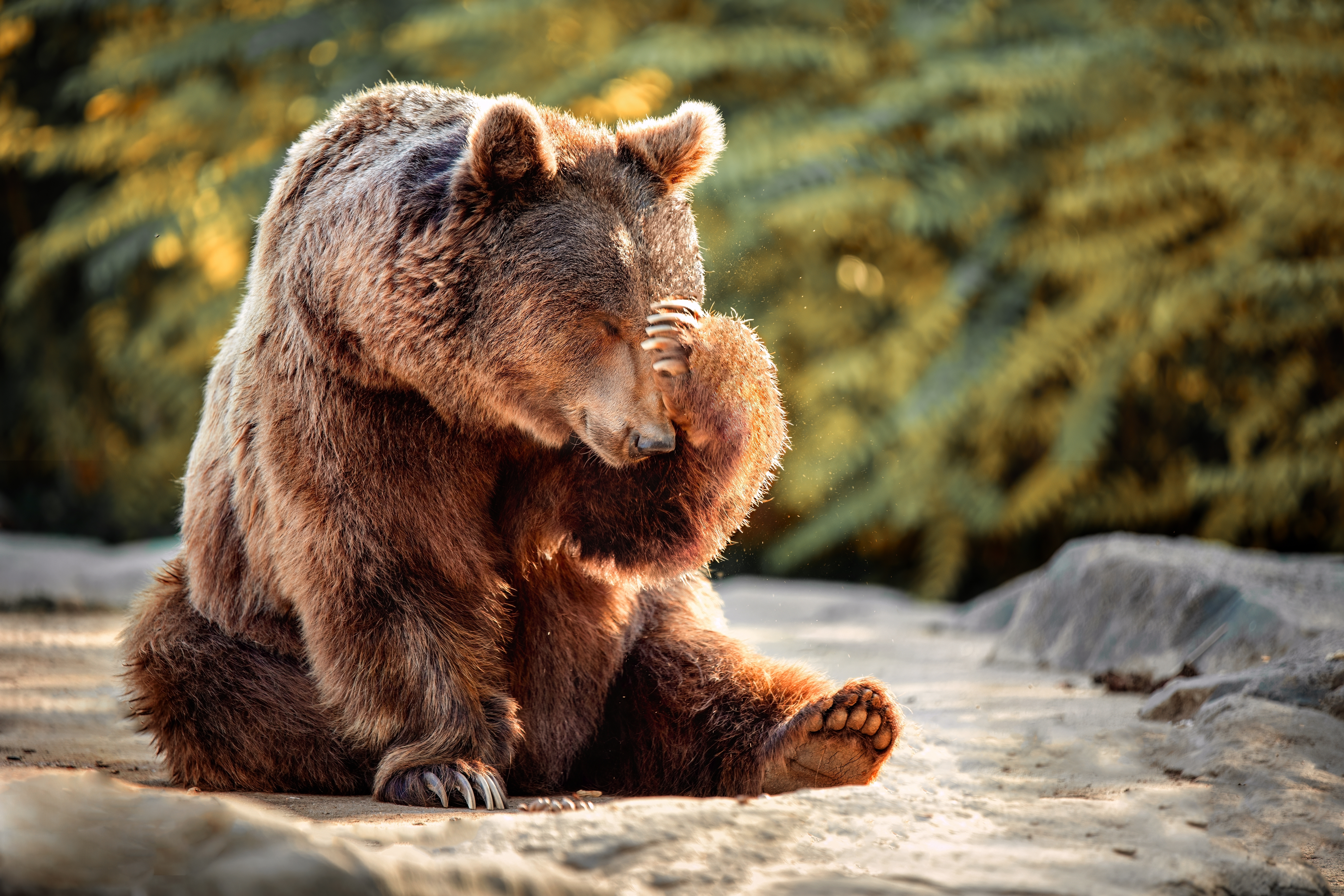 International Animal Day, celebrated on October 4.  PHOTO GALLERY with the cute furry ones - Image 1