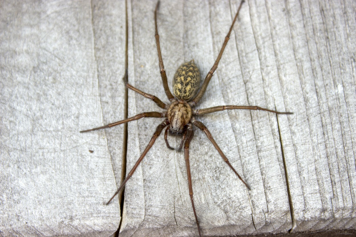 Cele mai înfricoșătoare insecte pe care le avem în casă. Cum arată și unde se găsesc | GALERIE FOTO - Imaginea 13