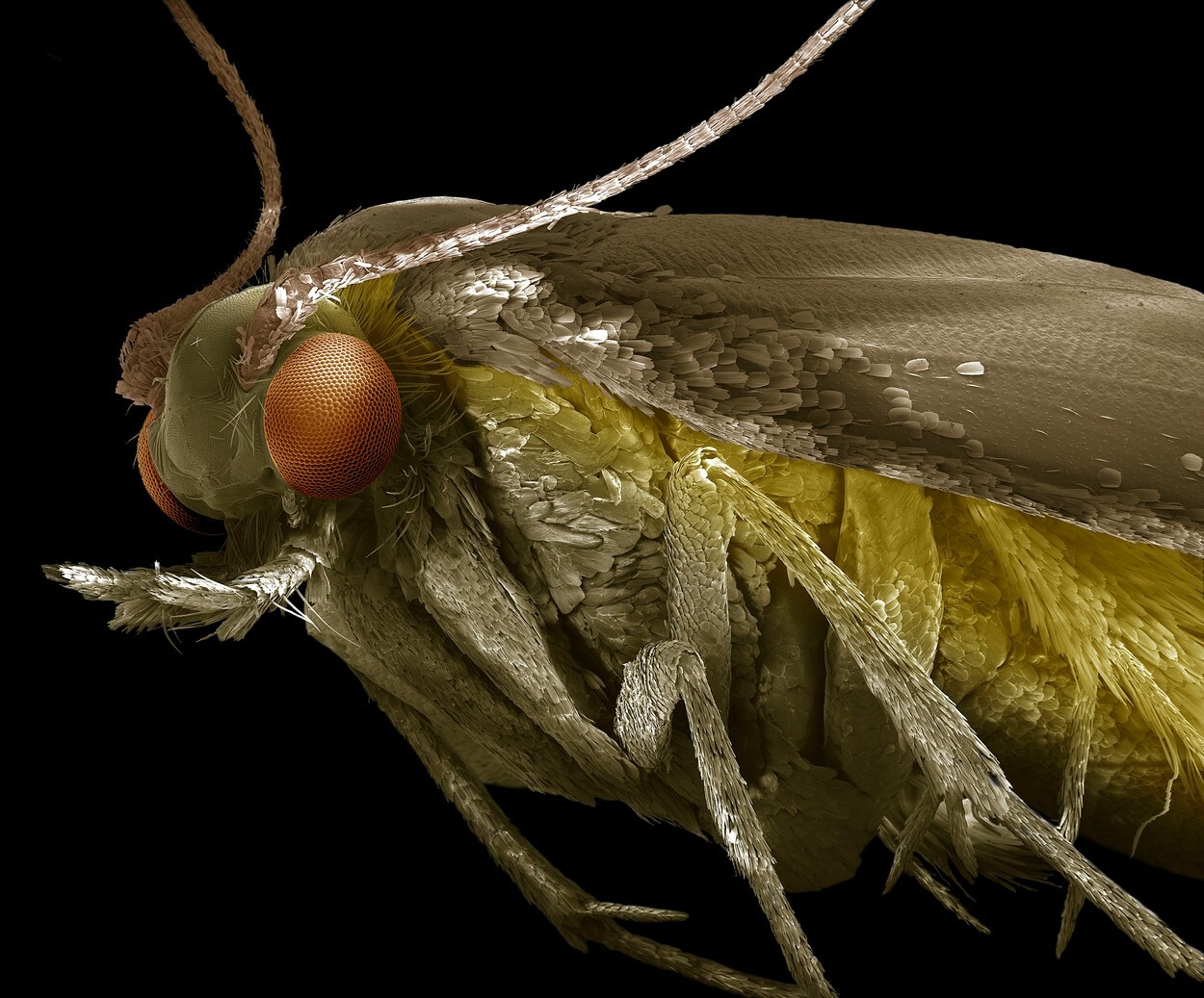 Cele mai înfricoșătoare insecte pe care le avem în casă. Cum arată și unde se găsesc | GALERIE FOTO - Imaginea 11