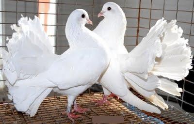 Afacere paguboasa: crescatorii de porumbei si pasari rare merg in pierdere