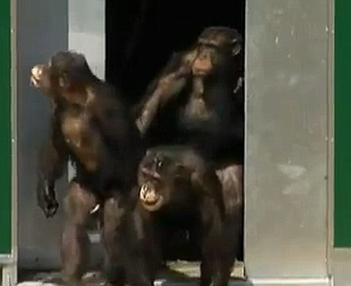 VIDEO. Momentul emotionant in care 38 de cimpanzei vad lumina zilei, prima oara dupa 30 de ani