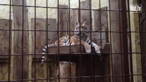 Tigrul RASPUTIN a ucis un ingrijitor in gradina Zoologica din Munster, Germania