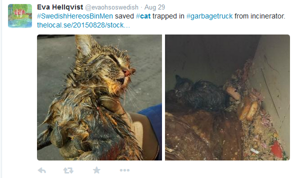 Pisica salvata dintr-o masina cu gunoi chiar inainte de incinerare. Eforturile depuse pentru mica felina si cum se simte acum