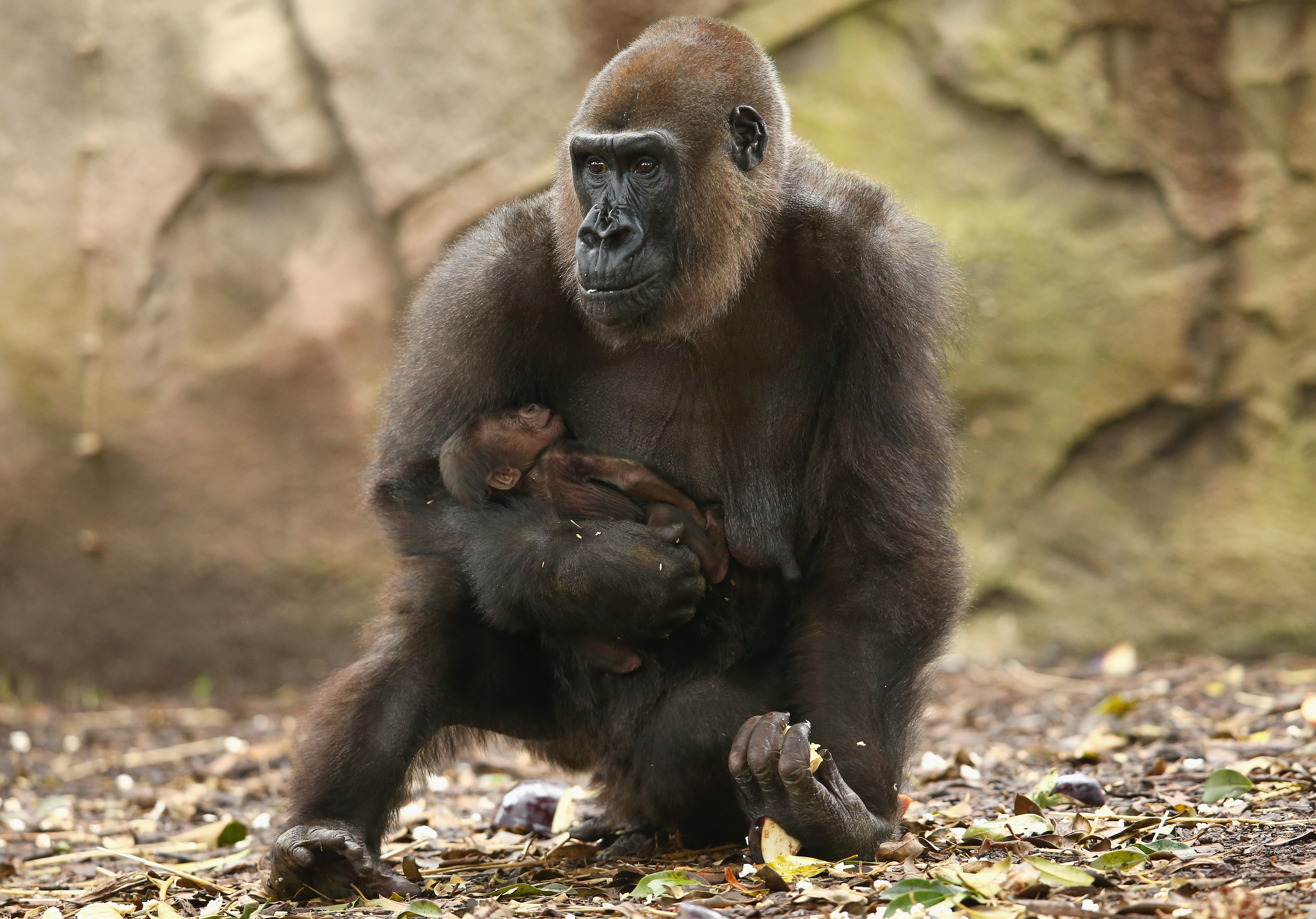 Imagini sfasietoare: momentul in care o gorila femela nu se poate desparti de puiul ei, mort de o saptamana