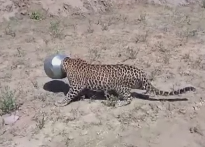 Aventura unui leopard insetat care a intrat intr-un sat in cautare de apa. Cum a ajuns cu capul blocat intr-o oala