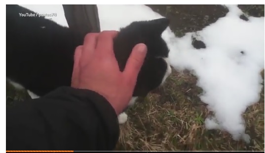 Si-a luxat glezna intr-o drumetie in Muntii Alpi. Un animal i-a venit in ajutor si l-a salvat. VIDEO